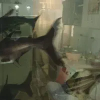 پنکوس