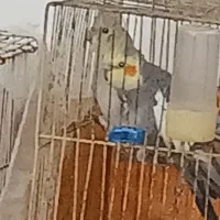 یک جفت عروس هلندی زیبا