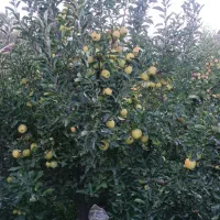 سیب شیرین
