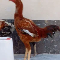 فروش فوری مرغ و خروس لاری