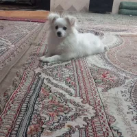 سگ پامرین ۱۰ماهه