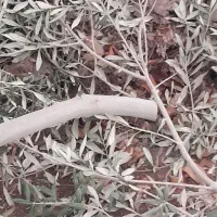 سرشاخه درخت