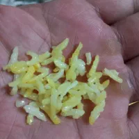 فروش برنج کامفیروزی بدون خورده در حد عالی|خوردنی و آشامیدنی|شیراز, دکتر حسابی|دیوار