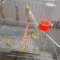 عروس هلندی ماده|پرنده|مشهد, ویلاشهر|دیوار