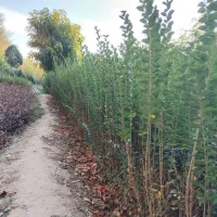 ترون بلند وپر ریشه|گل و گیاه طبیعی|مشکین‌دشت, |دیوار