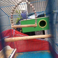 مرغ عشق پروانه ای بنفش|پرنده|دوگنبدان, |دیوار