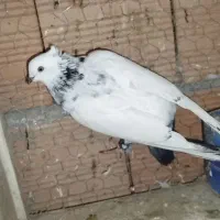 کبوتر|پرنده|علی‌آباد کتول, |دیوار