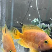 ماهی طوطی آگواریومی|ماهی|یزد, |دیوار