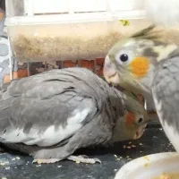 جوجه عروس هلندی