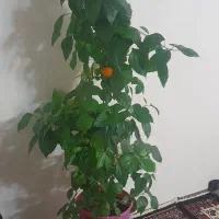 سلام گوله گوزل