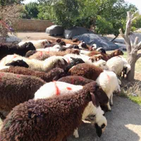 گوسفند وبره نرینه شهر قدس و گرمدره زنده|حیوانات مزرعه|قدس, |دیوار