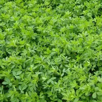 یونجه درجه یک