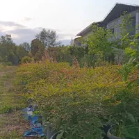 گل و گیاه بیرونی|گل و گیاه طبیعی|خرم‌آباد (تنکابن), |دیوار