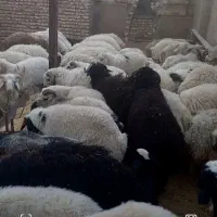 بره کوهه صادراتی