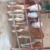 درآمدتان را چندبرابر افزایش دهید|حیوانات مزرعه|بندر ترکمن, |دیوار