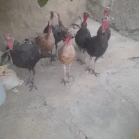 بوقلمو