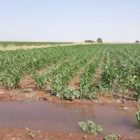 اجاره زمین کشاورزی|اجارهٔ دفتر صنعتی، کشاورزی، تجاری|دشتابی, |دیوار