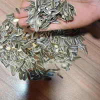 پخش تخمه|عمدهفروشی|مشهد, شهرک شیرین|دیوار