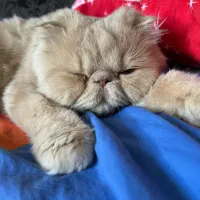 گربه میکس پرشین اسکاتیش