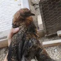 جوجه مرغ محلی|حیوانات مزرعه|اصفهان, کشاورزی|دیوار