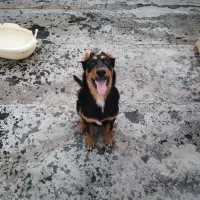 دوبرمن نر ۹ماهه|سگ|قم, کاسه گران|دیوار