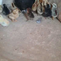 مرغ با جوجه