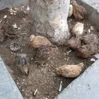 بلدرچین 75روزه  تخم گذار