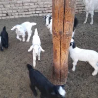 تعداد ۴راس بز جوان شیری همراه ۵راس بزغاله