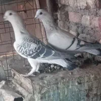 جفت بدرنگ|پرنده|بردسیر, |دیوار