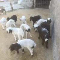 بره شیر خوار و. یونجه خور