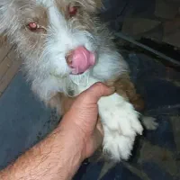 اسکاتلندی اصل