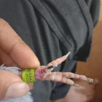 خرمشهر|حیوانات|خرمشهر, |دیوار