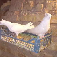 کبوتر سفید کاکلی..