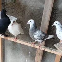 کبوتر|پرنده|ساری, |دیوار