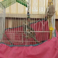 عروس هلندی|پرنده|بافق, |دیوار