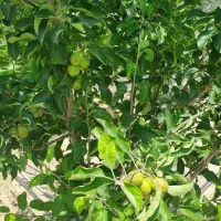 فروش باغ ۱۰۰۰متری در شاهنامه ۷۶ دور دیوار|فروش زمین و ملک کلنگی|مشهد, شمس آباد|دیوار