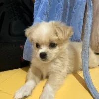 سگ اشپیتز پامر خرسی