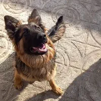 ژرمن شیپرد اصیل، مادر پدر آلمانی