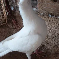 سفید|پرنده|کرخه, |دیوار