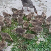 جوجه غاز همراه مادر