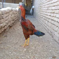خروس لاری اصیل|حیوانات مزرعه|تربتحیدریه, میدان مرکزی|دیوار