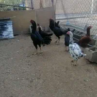 تخم لاری نطفه دار