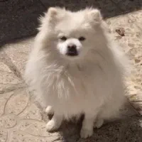 پامرین خالص