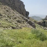 استخدام چوپان