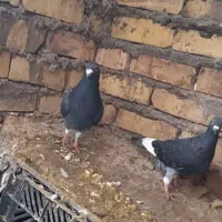 قره و مینا|پرنده|تربتحیدریه, شهرک ولیعصر|دیوار