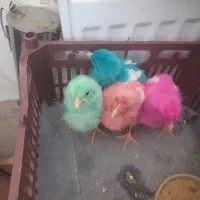 جوجه رنگی