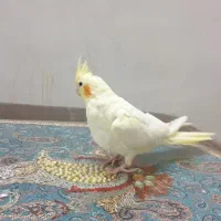 عروس هلندی ماده