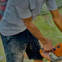 قطع درختان مزاحم|خدمات باغبانی و درختکاری|قشم, |دیوار