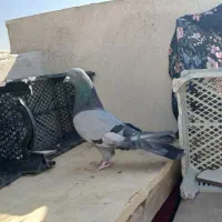 کبوتر اصفهانی|پرنده|شاهین‌شهر, نسیم ۵|دیوار