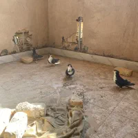 دمگیر دولا و دوبحر|پرنده|برخوار, |دیوار